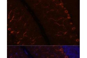 Immunofluorescence analysis of Rat brain using KAL1 Polyclonal Antibody at dilution of 1:100. (KAL1 antibody)