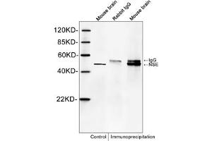 Western blot analysis of immunoprecipitates from mouse brain lysates. (ENO2/NSE antibody  (C-Term))