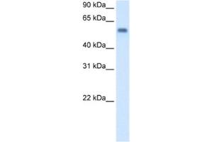 Western Blotting (WB) image for anti-Monoamine Oxidase B (MAOB) antibody (ABIN2462710)