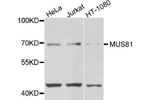 Western blot analysis of extracts of various cells, using MUS81 antibody. (MUS81 antibody)