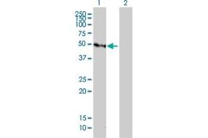 Western Blot analysis of GFI1 expression in transfected 293T cell line by GFI1 monoclonal antibody (M01), clone 3G8. (GFI1 antibody  (AA 1-91))