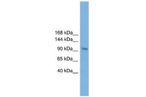 WB Suggested Anti-Zhx3 Antibody Titration:  0. (ZHX3 antibody  (C-Term))