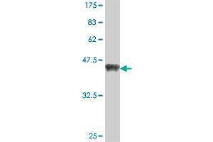SPRED2 antibody  (AA 120-219)