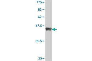 Western Blot detection against Immunogen (37. (SPRED2 antibody  (AA 120-219))