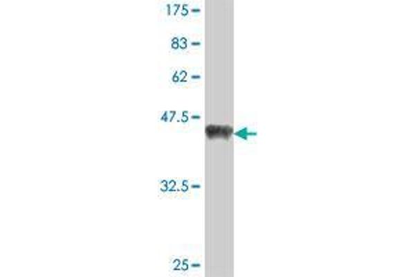 SPRED2 antibody  (AA 120-219)