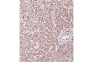 Immunohistochemical analysis of (ABIN655663 and ABIN2845135) on paraffin-embedded Human liver tissue. (ID1 antibody  (AA 66-93))