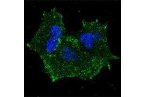 Fluorescent confocal image of MCF7 cells stained with p-ERBB2 antibody. (ErbB2/Her2 antibody  (pTyr1196))