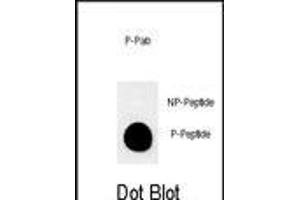 Dot blot analysis of anti-Phospho-MUC1-p Phospho-specific Pab (ABIN650864 and ABIN2839814) on nitrocellulose membrane. (MUC1 antibody  (pThr1224))