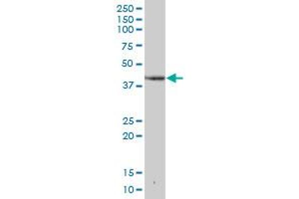 DHPS antibody  (AA 1-369)