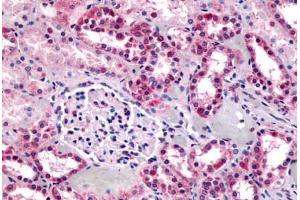 Anti-GPR91 antibody  ABIN1048898 IHC staining of human kidney. (SUCNR1 antibody  (C-Term))