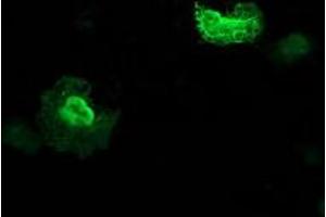 Immunofluorescence (IF) image for anti-Zinc Finger, AN1-Type Domain 2B (ZFAND2B) antibody (ABIN1501803) (ZFAND2B antibody)