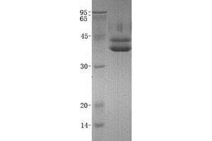 Validation with Western Blot (SUMF1 Protein)