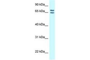 Image no. 1 for anti-Connector Enhancer of Kinase Suppressor of Ras 1 (CNKSR1) (AA 545-594) antibody (ABIN6747891) (CNKSR1 antibody  (AA 545-594))