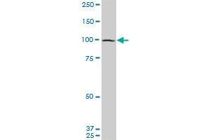 Western Blotting (WB) image for anti-Eukaryotic Translation Initiation Factor 4 gamma 2 (EIF4G2) (AA 811-890) antibody (ABIN598656) (EIF4G2 antibody  (AA 811-890))