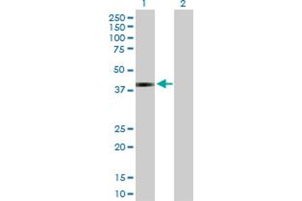 JAM3 antibody  (AA 1-310)