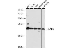 Western blot analysis of extracts of various cell lines, using SNRPN antibody (ABIN7270366) at 1:1000 dilution. (SNRPN antibody  (AA 1-100))