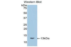Western Blotting (WB) image for anti-Motilin (MLN) (AA 26-115) antibody (ABIN1859898)