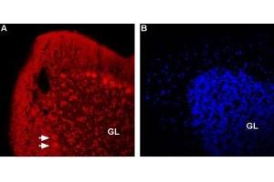 Expression of nAChR β2 in rat cerebellumImmunohistochemical staining of rat cerebellum using Anti-Nicotinic Acetylcholine Receptor β2 (CHRNB2) (extracellular)-ATTO Fluor-594 Antibody (ABIN7582021).