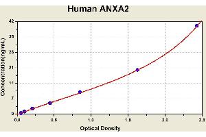 Diagramm of the ELISA kit to detect Human ANXA2with the optical density on the x-axis and the concentration on the y-axis. (Annexin A2 ELISA Kit)