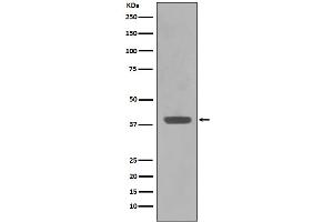 anti-MalE antibody