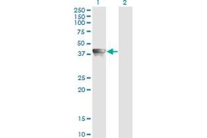 Western Blot analysis of AHSA1 expression in transfected 293T cell line by AHSA1 monoclonal antibody (M02), clone 4F3-B6. (AHSA1 antibody  (AA 1-338))