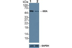 Western Blotting (WB) image for anti-Guanine Deaminase (GDA) (AA 1-454) antibody (ABIN7441532)