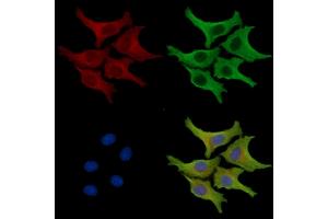 ABIN7095912 and ABIN7099974 staining HepG2 cells by IF/ICC. (NXNL2 antibody)