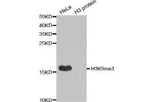 Western Blotting (WB) image for anti-Histone 3 (H3) (H3K9me3) antibody (ABIN6219517) (Histone 3 antibody  (H3K9me3))