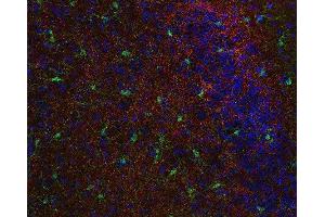Indirect immunostaining of PFA fixed mouse cortex section with anti-synaptoporin (dilution 1 : 500; red) and rabbit anti-IBA 1 (cat. (Synaptoporin antibody)