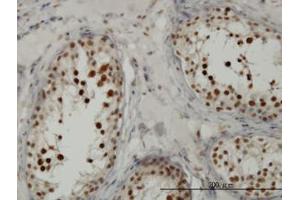 Image no. 5 for anti-Transcription Factor 19 (TCF19) (AA 17-103) antibody (ABIN598965) (TCF19 antibody  (AA 17-103))
