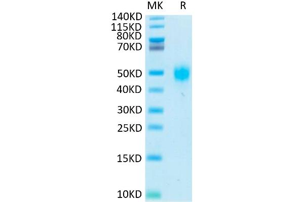 KIR2DL3 Protein (His-Avi Tag,Biotin)