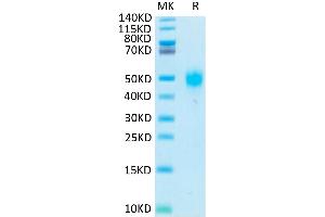Biotinylated Human KIR2DL3 on Tris-Bis PAGE under reduced conditions. (KIR2DL3 Protein (His-Avi Tag,Biotin))