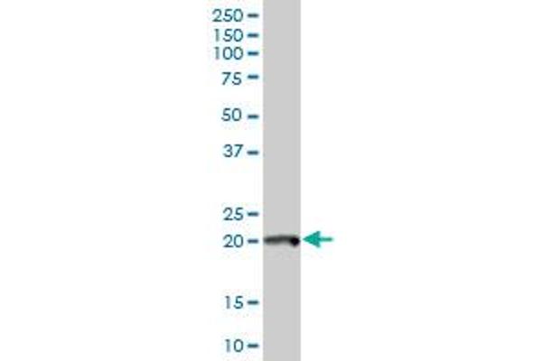 POLE3 antibody  (AA 1-147)