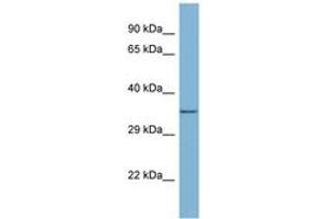 Image no. 1 for anti-Mediator of Cell Motility 1 (MEMO1) (AA 143-192) antibody (ABIN6741939) (MEMO1 antibody  (AA 143-192))