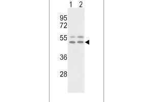 Western blot analysis of VTN Antibody (C-term) (ABIN391672 and ABIN2841584) in NCI-(lane 1), HepG2(lane 2) cell line lysates (35 μg/lane). (Vitronectin antibody  (C-Term))