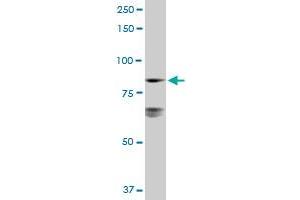 LETM1 MaxPab rabbit polyclonal antibody. (LETM1 antibody  (AA 1-739))