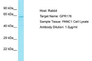 Host: Rabbit Target Name: GPR176 Sample Type: PANC1 Whole Cell lysates Antibody Dilution: 1. (GPR176 antibody  (C-Term))