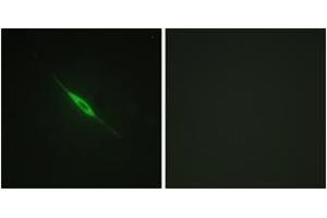Immunofluorescence analysis of NIH-3T3 cells, using PKC delta (Phospho-Tyr52) Antibody. (PKC delta antibody  (pTyr52))