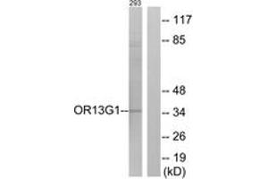 Western blot analysis of extracts from 293 cells, using OR13G1 Antibody. (OR13G1 antibody  (AA 241-290))