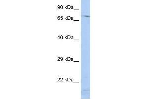 SRP72 antibody (70R-10519) used at 1. (SRP72 antibody  (Middle Region))
