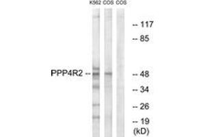 Western blot analysis of extracts from K562/COS7 cells, using PPP4R2 Antibody. (PPP4R2 antibody  (AA 171-220))