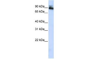 WB Suggested Anti-SP4 Antibody Titration:  0. (SP4 antibody  (Middle Region))