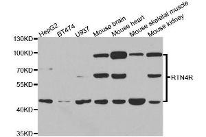 Western blot analysis of extracts of various cell lines, using RTN4R antibody.