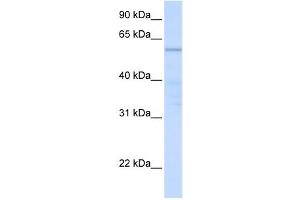 Western Blotting (WB) image for anti-Chromosome 16 Open Reading Frame 71 (C16ORF71) antibody (ABIN2459557) (C16ORF71 antibody)