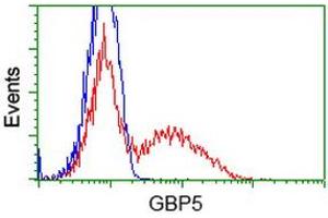 HEK293T cells transfected with either RC206627 overexpress plasmid (Red) or empty vector control plasmid (Blue) were immunostained by anti-GBP5 antibody (ABIN2454090), and then analyzed by flow cytometry. (GBP5 antibody)