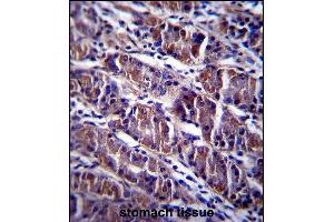 HDAC7 Antibody (C-term) (ABIN657570 and ABIN2846576) immunohistochemistry analysis in formalin fixed and paraffin embedded human stomach tissue followed by peroxidase conjugation of the secondary antibody and DAB staining. (HDAC7 antibody  (C-Term))