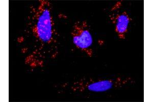 Proximity Ligation Assay (PLA) image for anti-Runt-Related Transcription Factor 1 (RUNX1) (AA 210-310) antibody (ABIN560186)