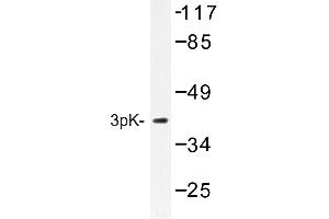 Image no. 1 for anti-Mitogen-Activated Protein Kinase-Activated Protein Kinase 3 (MAPKAPK3) antibody (ABIN272238) (MAPKAP Kinase 3 antibody)