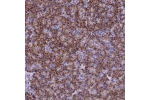 Immunohistochemical staining of human pancreas with SLC24A6 polyclonal antibody  shows strong cytoplasmic positivity in exocrine pancreas in granular pattern. (SLC24A6 antibody)