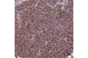 Immunohistochemical staining of human pancreas with BANF2 polyclonal antibody  shows strong cytoplasmic positivity in exocrine glandular cells.
